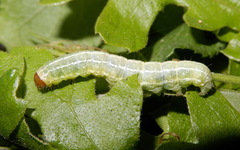 Cosmia diffinis