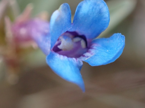 Image of Penstemon arenicola by (c) Jared Shorma, some rights reserved (CC BY)