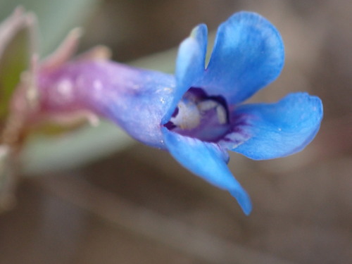 Image of Penstemon arenicola by (c) Jared Shorma, some rights reserved (CC BY)