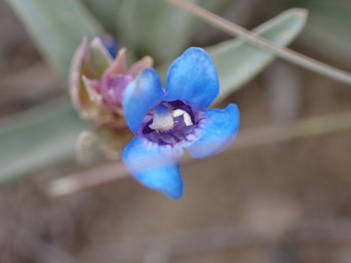 Image of Penstemon arenicola by (c) Jared Shorma, some rights reserved (CC BY)
