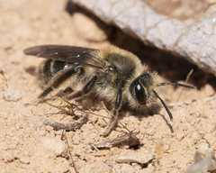 Andrena erythronii