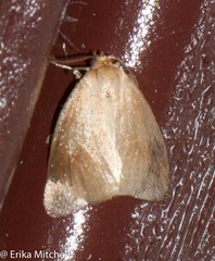 Tortricidia testacea