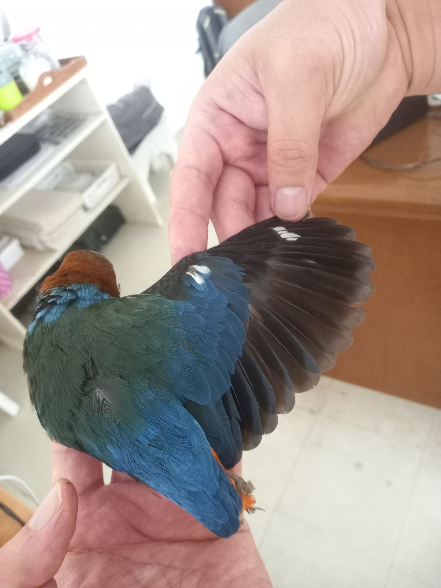 Philippine Pitta illustration