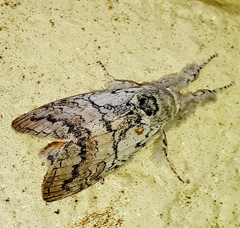 Calliteara farenoides