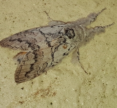 Calliteara farenoides