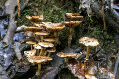 Pholiota subflammans