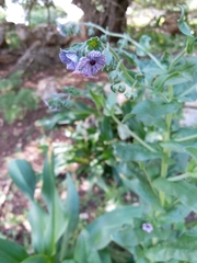 Cynoglossum creticum