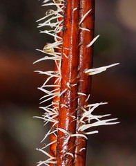 Pterulaceae