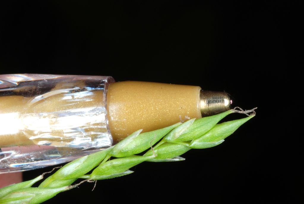 White edge sedge (Carex debilis)