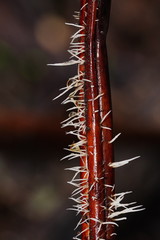 Pterulaceae