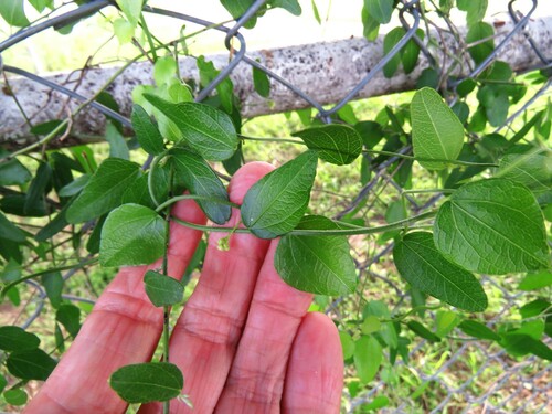 Image of Nephroia diversifolia by (c) Annika Lindqvist, some rights reserved (CC BY)