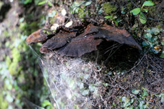 Hymenochaete microcycla