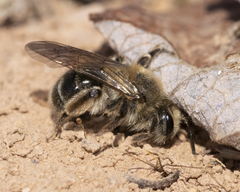 Andrena erythronii