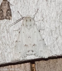 Acronicta innotata