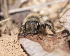 Andrena erythronii