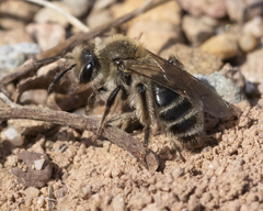 Andrena erythronii