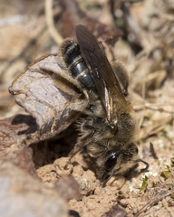 Andrena erythronii