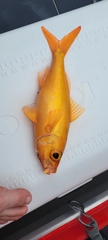 Golden Kali Kali photo 1