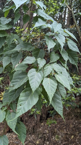 Acer caudatifolium (Acer caudatifolium)