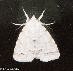 Acronicta innotata
