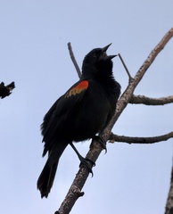 Red-Shouldered Blackbird photo 2