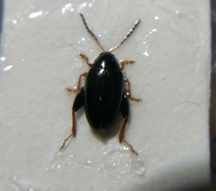 Psylliodes chrysocephala