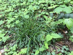 Carex sylvatica