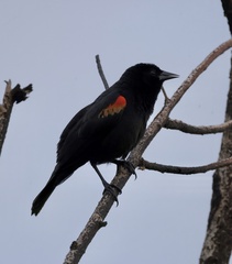 Red-Shouldered Blackbird photo 3