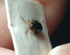Psylliodes chrysocephala