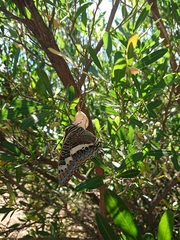 Charaxes saturnus saturnus