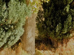 Chamaecyparis lawsoniana