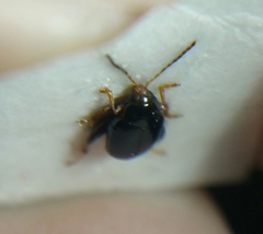 Psylliodes chrysocephala