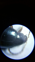 Psylliodes chrysocephala