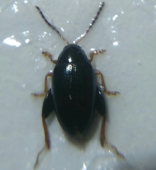 Psylliodes chrysocephala