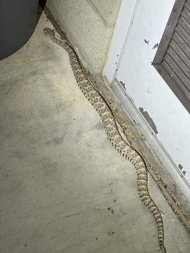 iNaturalist observation photo of Southwestern Speckled Rattlesnake
