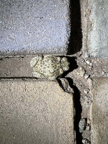iNaturalist observation photo of Red-spotted Toad