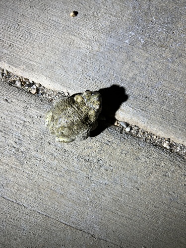 iNaturalist observation photo of Red-spotted Toad