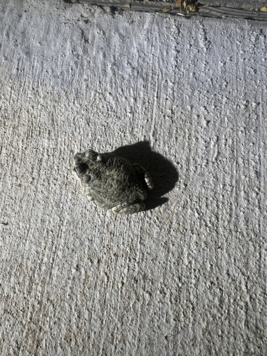 iNaturalist observation photo of Red-spotted Toad