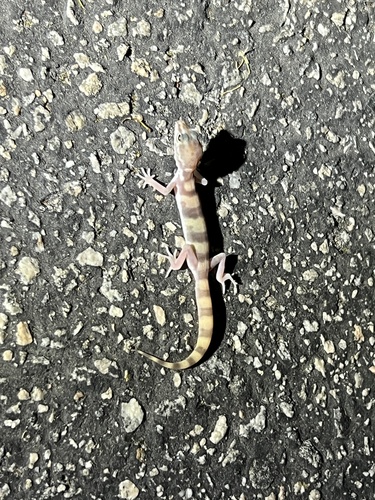 iNaturalist observation photo of Western Banded Gecko