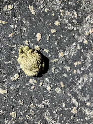 iNaturalist observation photo of Red-spotted Toad