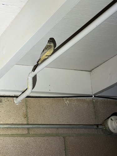 iNaturalist observation photo of Say's Phoebe