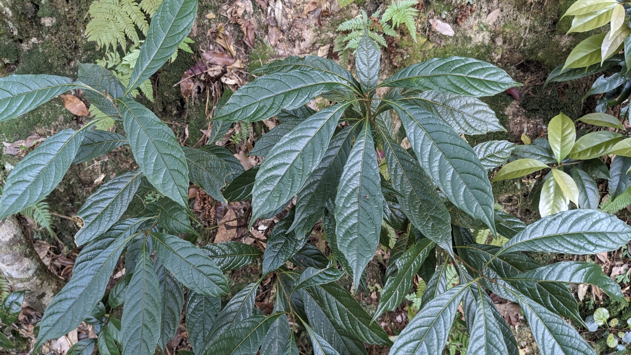 Meliosma callicarpifolia