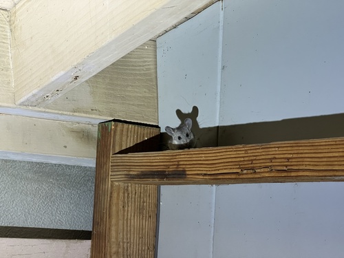 iNaturalist observation photo of Cactus Deermouse