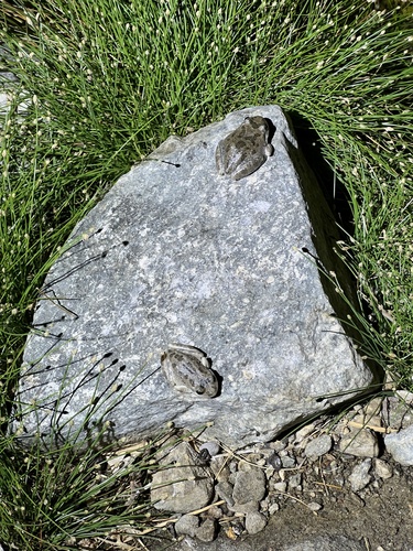 iNaturalist observation photo of California Tree Frog