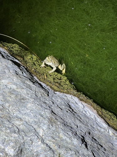 iNaturalist observation photo of Red-spotted Toad
