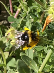 Bombus pratorum