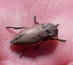 Capnodis tenebricosa
