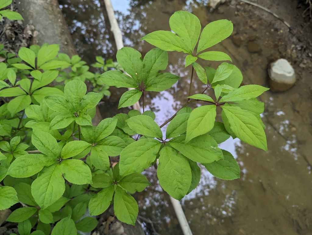Eleutherococcus sessiliflorus; photograph (c) Ryan Sorrells, some rights reserved (CC BY)