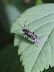 Macrophya
