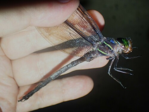 Neuraeschna costalis